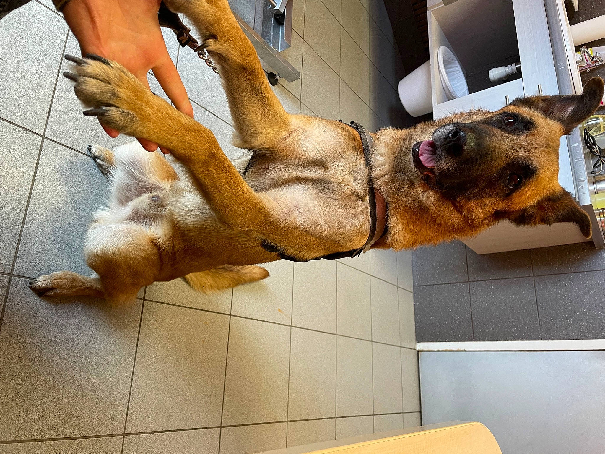 Killy participe au concours pour gagner de l'argent avec cette photo : ancient_dog_breeds, canidae, carnivore, companion_dog, dog, dog_breed, fawn, fur, german_shepherd_dog, guard_dog, human_leg, jaw, paw, snout, sporting_group, tail, window, wood, working_animal, working_dog