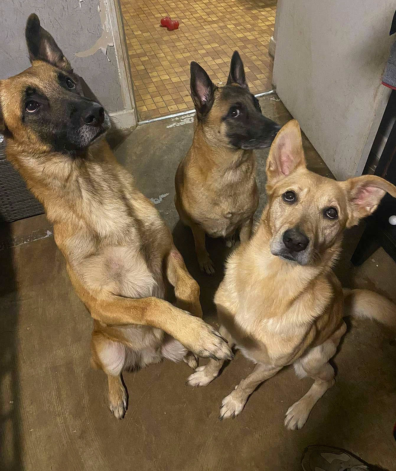 Killy a rejoint le concours — aidez-le/la à gagner de superbes lots ! ancient_dog_breeds, canidae, carnivore, companion_dog, dog, dog_breed, dog_supply, fawn, non_sporting_group, old_german_shepherd_dog, paw, snout, sporting_group, tail, toy_dog, working_animal, working_dog