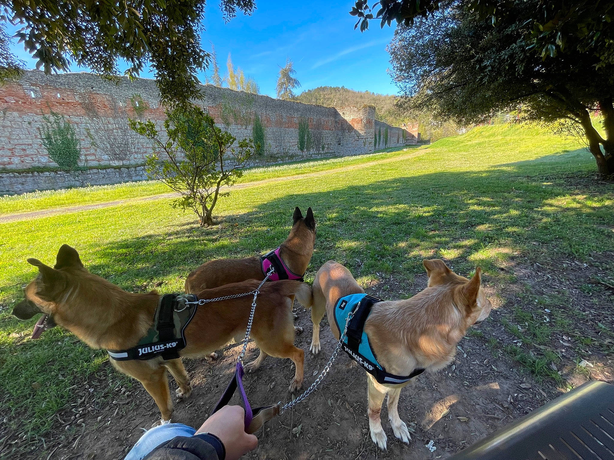 Killy a rejoint le concours — aidez-le/la à gagner de superbes lots ! carnivore, collar, companion_dog, dog, dog_breed, dog_supply, fawn, grass, grassland, landscape, leash, leisure, light, pet_supply, plant, sky, sporting_group, tail, tree, working_animal