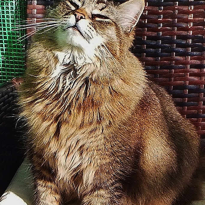 Oliver is registered to the contest to win money with this photo: animal, cat, close_up, content, cozy, cushion, domestic, ears, feline, fluffy, fur, indoor, mammal, pet, relaxing, sitting, sunlight, tabby, whiskers, woven_chair