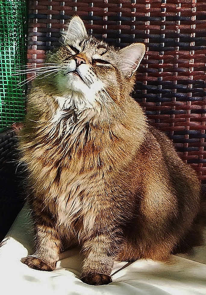 Oliver is registered to the contest to win money with this photo: cat, tabby, fluffy, sunlight, relaxing, cushion, woven_chair, pet, feline, whiskers, ears, fur, indoor, cozy, content, sitting, close_up, animal, mammal, domestic