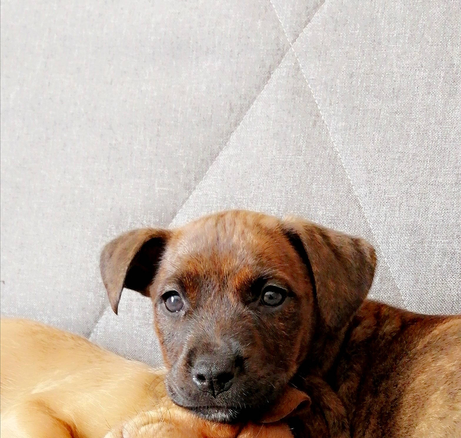 Nya a rejoint le concours — aidez-le/la à gagner de superbes lots ! black_mouth_cur, canidae, carnivore, companion_dog, dog, dog_breed, fawn, mammal, mountain_cur, puppy, rare_breed_dog, rhodesian_ridgeback, snout, vertebrate, whiskers