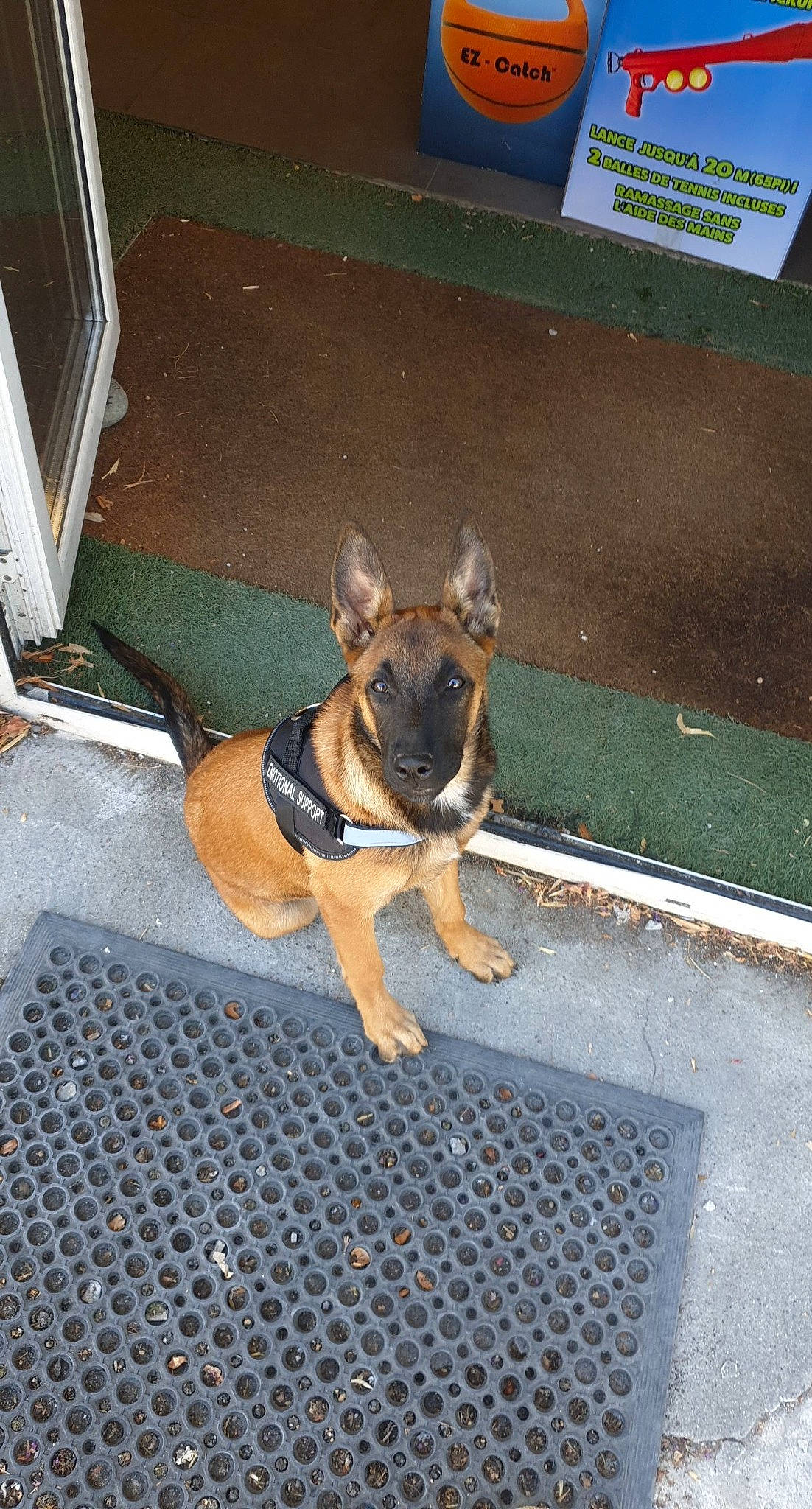 Leyka a rejoint le concours — aidez-le/la à gagner de superbes lots ! belgian_shepherd, belgian_shepherd_malinois, canidae, carnivore, dog, dog_breed, east_european_shepherd, fawn, german_shepherd_dog, king_shepherd, mammal, old_german_shepherd_dog, police_dog, shiloh_shepherd_dog, snout, vertebrate, working_dog