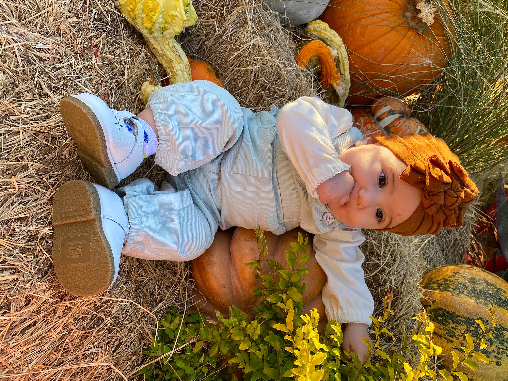 Blakeleigh is registered to the contest to win money with this photo: _and_melon_family, _gourd, agriculture, calabaza, cucumber, cucurbita, gourd, hay, headwear, natural_foods, people_in_nature, person, produce, pumpkin, straw, vegan_nutrition, vegetable, whole_food, winter_squash