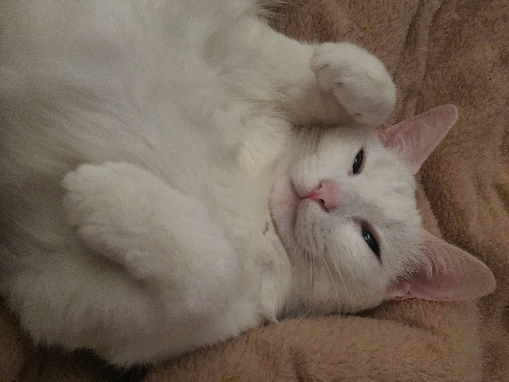 Smudge joined the competition — help win amazing prizes! carnivore, cat, claw, comfort, domestic_short_haired_cat, felidae, fur, paw, small_to_medium_sized_cats, snout, tail, terrestrial_animal, whiskers