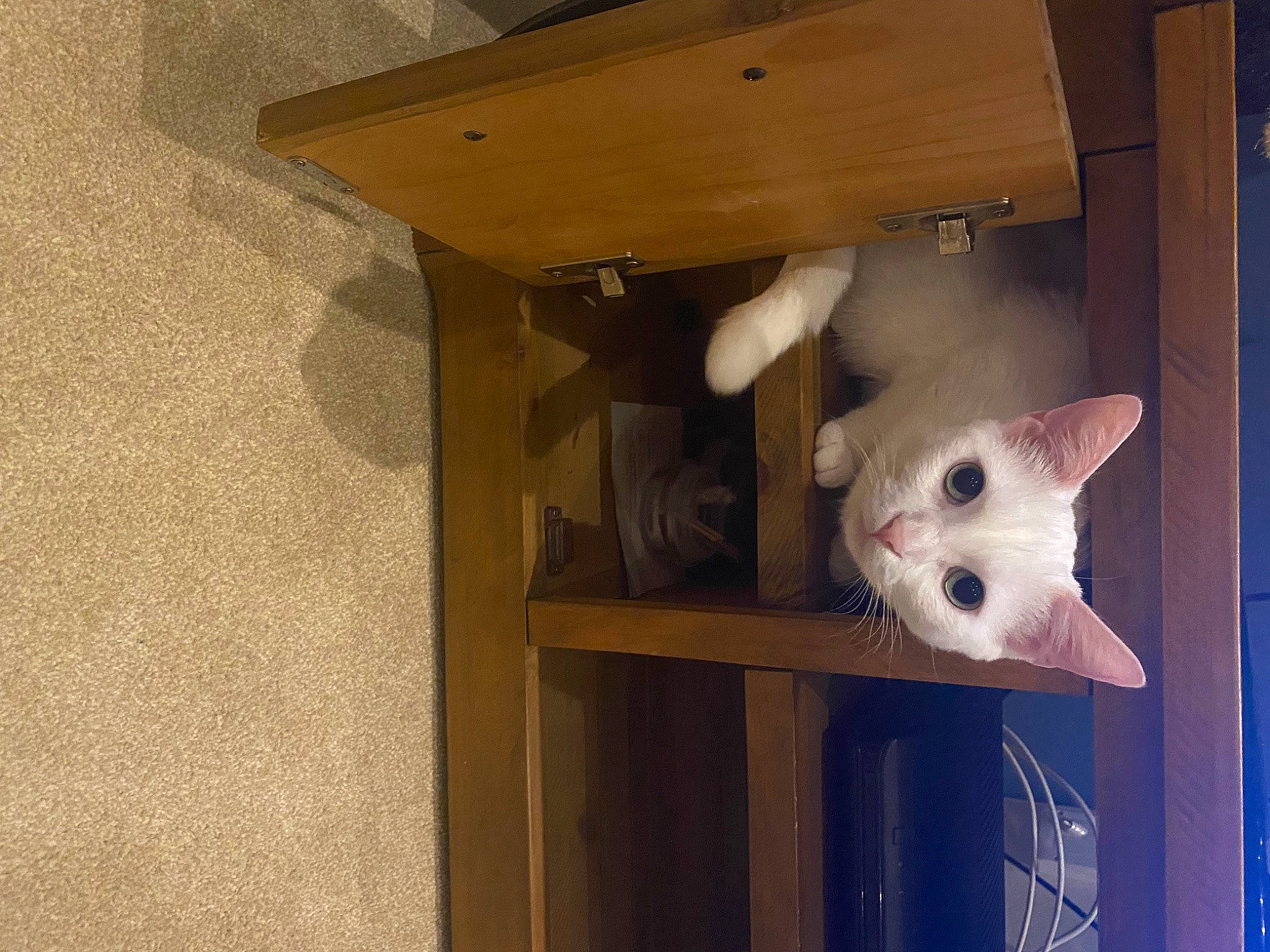 Smudge is registered to the contest to win money with this photo: carnivore, cat, ceiling, domestic_short_haired_cat, door, fawn, felidae, flooring, fur, hardwood, plaster, plywood, room, shelf, small_to_medium_sized_cats, snout, tail, whiskers, wood, wood_stain