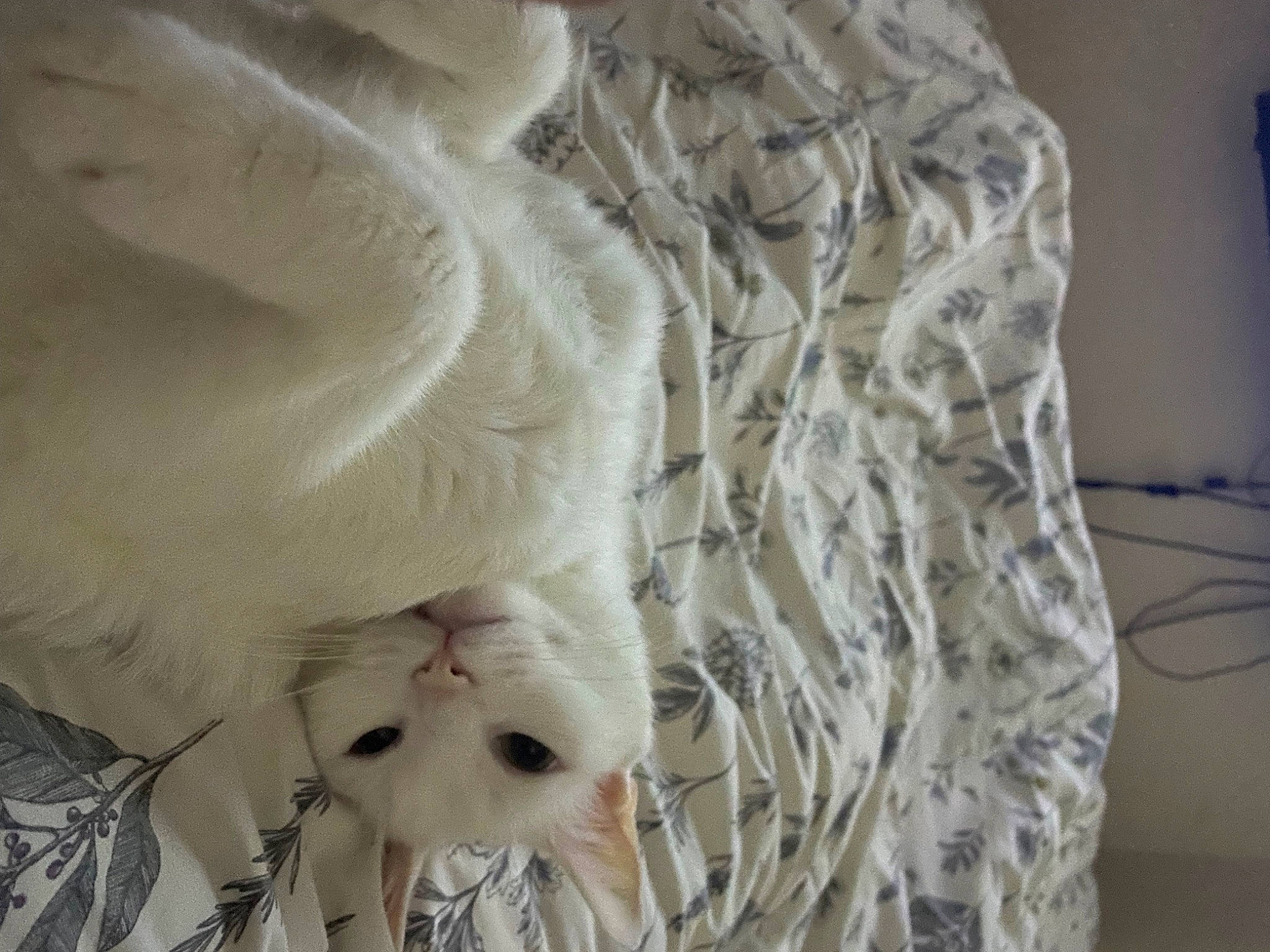 Smudge is registered to the contest to win money with this photo: beak, bird, bird_of_prey, canidae, carnivore, companion_dog, dog_breed, feather, felidae, fur, plant, sleeve, small_to_medium_sized_cats, sporting_group, tail, whiskers, white