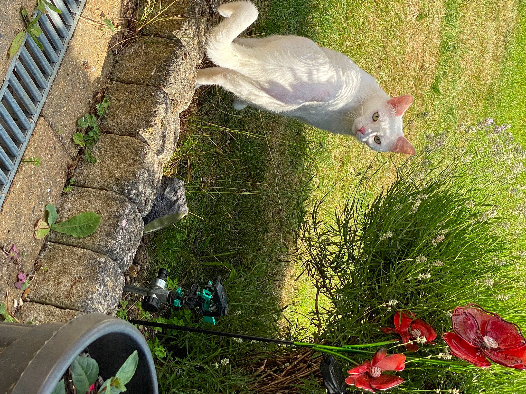 Smudge is registered to the contest to win money with this photo: _geese_and_swans, art, beak, biome, botany, duck, ducks, garden, grass, green, groundcover, landscape, plant, shrub, tail, tree, vegetation, water, water_bird, wildlife