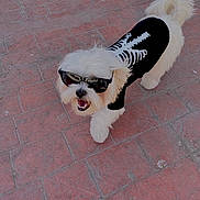 Astro is registered to the contest to win money with this photo: dog, white_dog, sunglasses, pet_clothing, skeleton_shirt, outdoor, red_brick, pavement, cute, fluffy, small_dog, costume, walking, happy, pet, animal, summer, sunny, fashion, funny