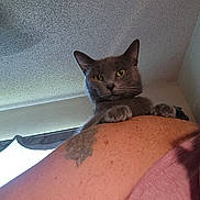 Sally joined the competition — help win amazing prizes! animal, cat, close_up, curious, ears, face, feline, fur, gray_cat, indoor, looking, natural_light, paw, person, pet, shoulder, skin, tattoo, whiskers, window