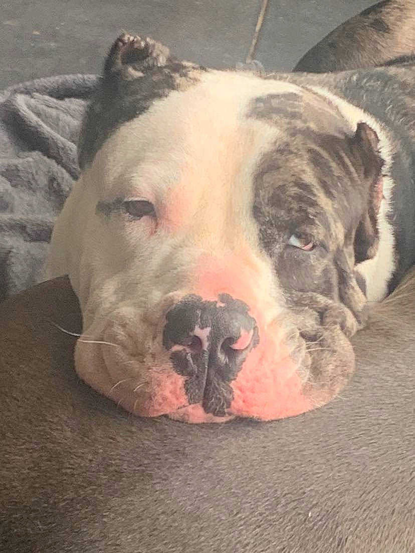 Syara a rejoint le concours — aidez-le/la à gagner de superbes lots ! ancient_dog_breeds, bulldog, canidae, carnivore, companion_dog, dog, dog_breed, fawn, guard_dog, molosser, non_sporting_group, pet_supply, snout, sporting_group, terrestrial_animal, whiskers, working_animal, working_dog