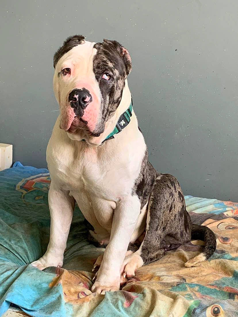 Syara a rejoint le concours — aidez-le/la à gagner de superbes lots ! art, boxer, canidae, carnivore, collar, comfort, companion_dog, dog, dog_breed, dog_collar, fawn, fur, paw, pet_supply, snout, sporting_group, terrestrial_animal, whiskers, working_animal, working_dog