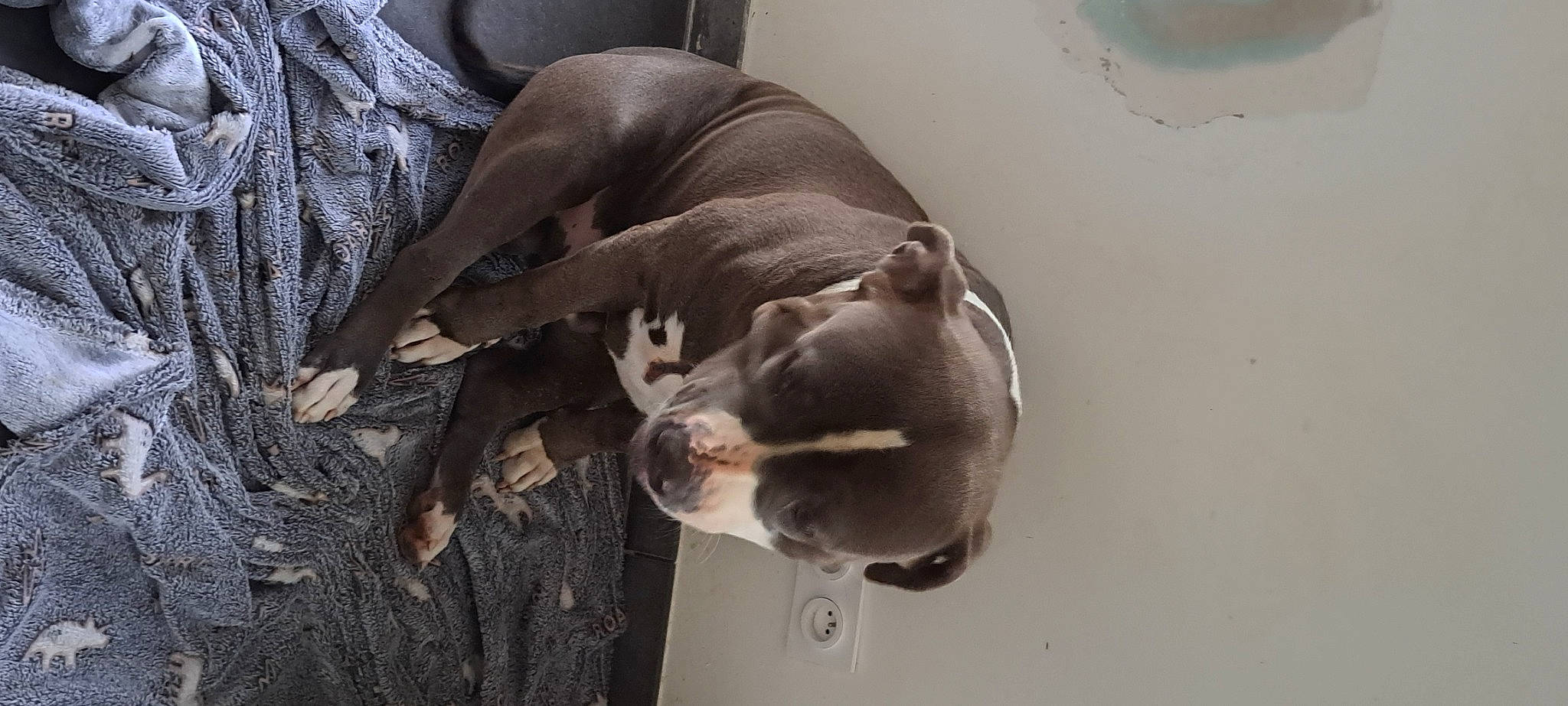 Tyson a rejoint le concours — aidez-le/la à gagner de superbes lots ! canidae, carnivore, ceiling, comfort, companion_dog, dog, dog_breed, fawn, grey, guard_dog, hardwood, liver, non_sporting_group, snout, sporting_group, whiskers, wood, working_animal