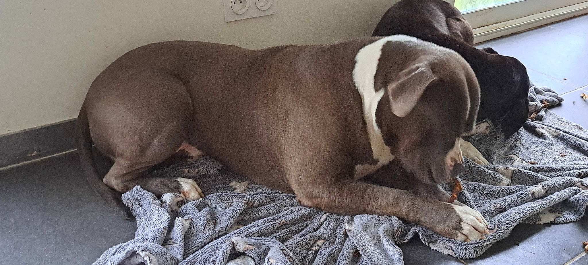 Tyson a rejoint le concours — aidez-le/la à gagner de superbes lots ! canidae, carnivore, collar, comfort, companion_dog, dog, dog_breed, dog_supply, fawn, fur, gun_dog, liver, nap, non_sporting_group, snout, sporting_group, terrestrial_animal, whiskers, working_animal