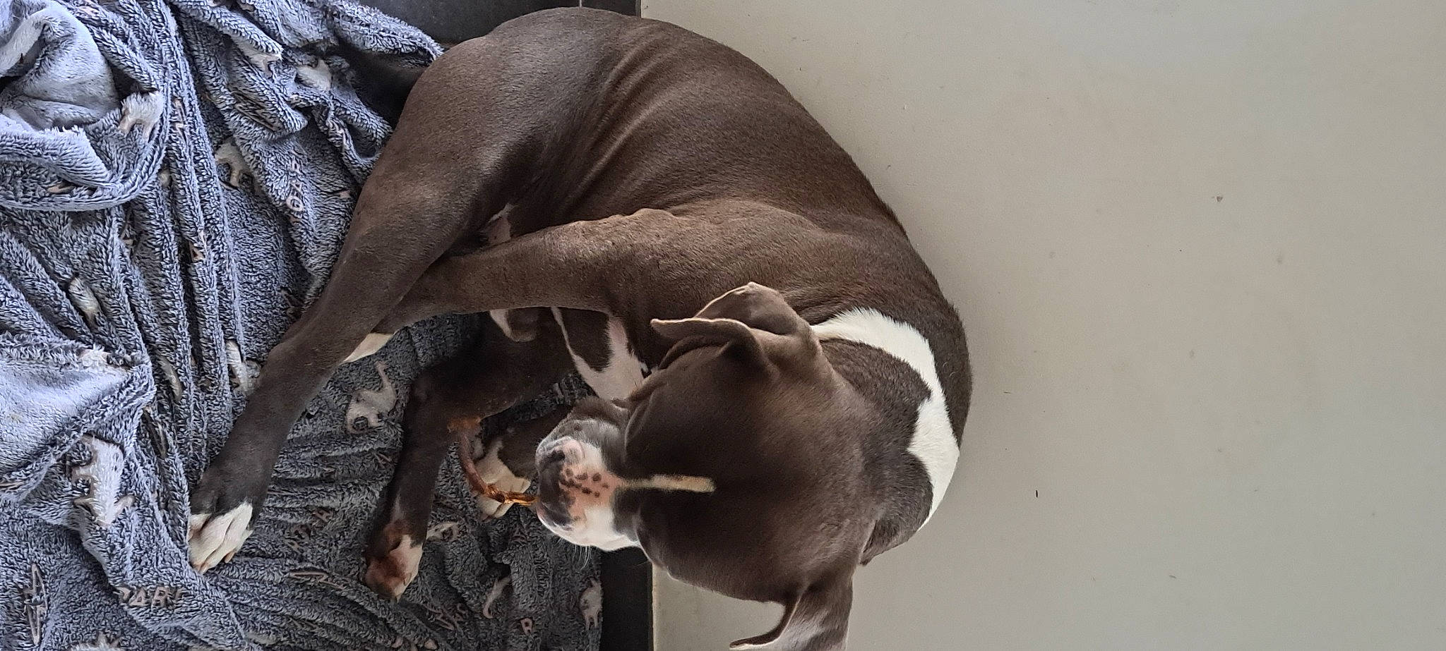 Tyson participe au concours pour gagner de l'argent avec cette photo : canidae, carnivore, comfort, companion_dog, dog, dog_breed, fawn, great_dane, hound, non_sporting_group, scent_hound, sporting_group, tail, terrestrial_animal, wood, working_animal