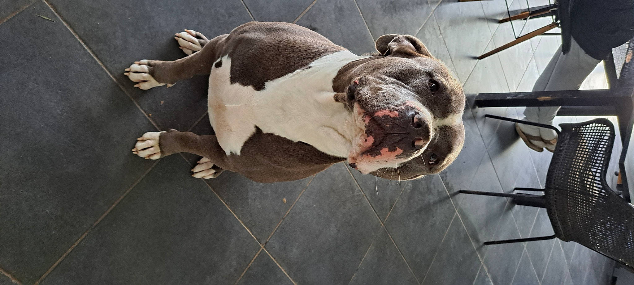 Tyson a rejoint le concours — aidez-le/la à gagner de superbes lots ! canidae, carnivore, collar, companion_dog, dog, dog_breed, dog_collar, dog_supply, fur, leash, non_sporting_group, pet_supply, snout, sporting_group, tail, terrestrial_animal, whiskers, wood, working_animal, wrinkle