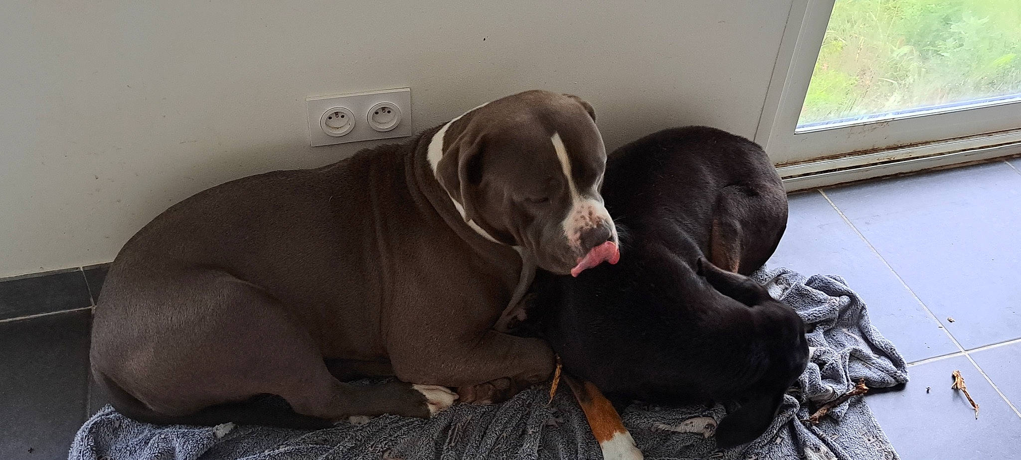 Tyson participe au concours pour gagner de l'argent avec cette photo : canidae, carnivore, collar, comfort, companion_dog, dog, dog_breed, dog_collar, fawn, flooring, foot, grey, gun_dog, liver, snout, sporting_group, tail, whiskers, window, working_animal