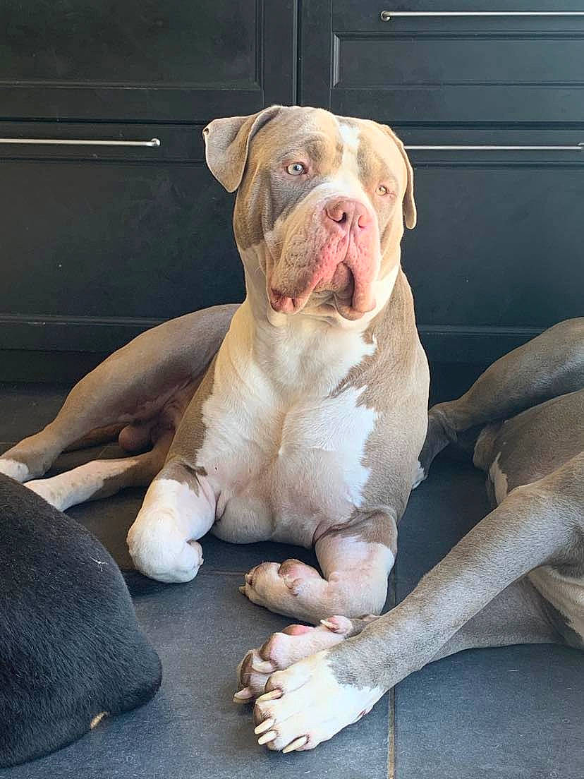 Sparta participe au concours pour gagner de l'argent avec cette photo : bulldog, carnivore, comfort, companion_dog, dog, dog_breed, fawn, foot, non_sporting_group, peach, sitting, snout, sporting_group, terrestrial_animal, window, working_animal, wrinkle