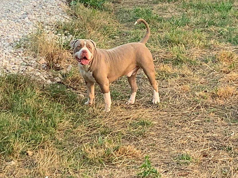 Sparta a rejoint le concours — aidez-le/la à gagner de superbes lots ! biting, canidae, carnivore, companion_dog, dog, dog_breed, dog_collar, fawn, grass, gun_dog, hunting_dog, liver, pet_supply, soil, sporting_group, tail, terrestrial_animal, working_animal, working_dog, wrinkle