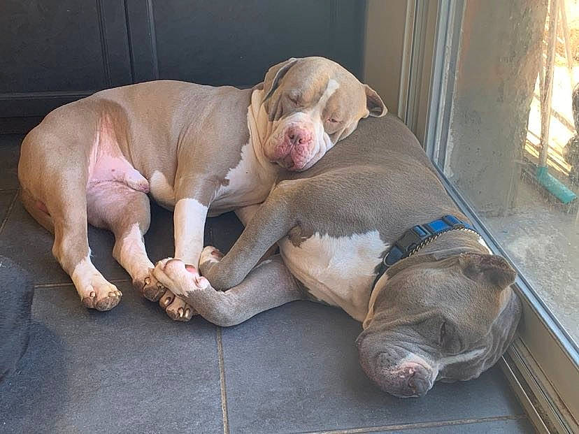 Sparta participe au concours pour gagner de l'argent avec cette photo : canidae, carnivore, comfort, companion_dog, dog, dog_breed, dog_supply, fawn, flooring, foot, liver, non_sporting_group, pet_supply, snout, sporting_group, tail, terrestrial_animal, whiskers, working_animal, wrinkle