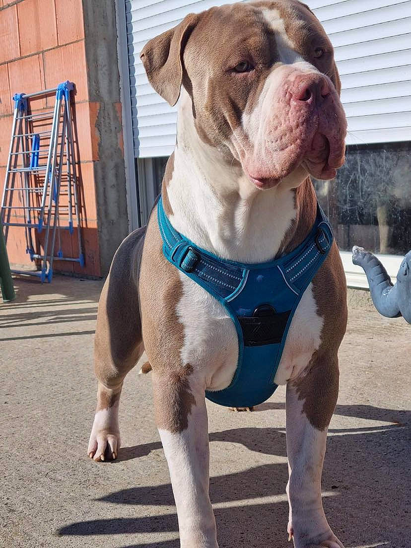 Sparta a rejoint le concours — aidez-le/la à gagner de superbes lots ! ancient_dog_breeds, bulldog, canidae, carnivore, collar, companion_dog, dog, dog_breed, dog_collar, dog_supply, fawn, ladder, leash, molosser, non_sporting_group, pet_supply, sporting_group, working_animal, working_dog, wrinkle