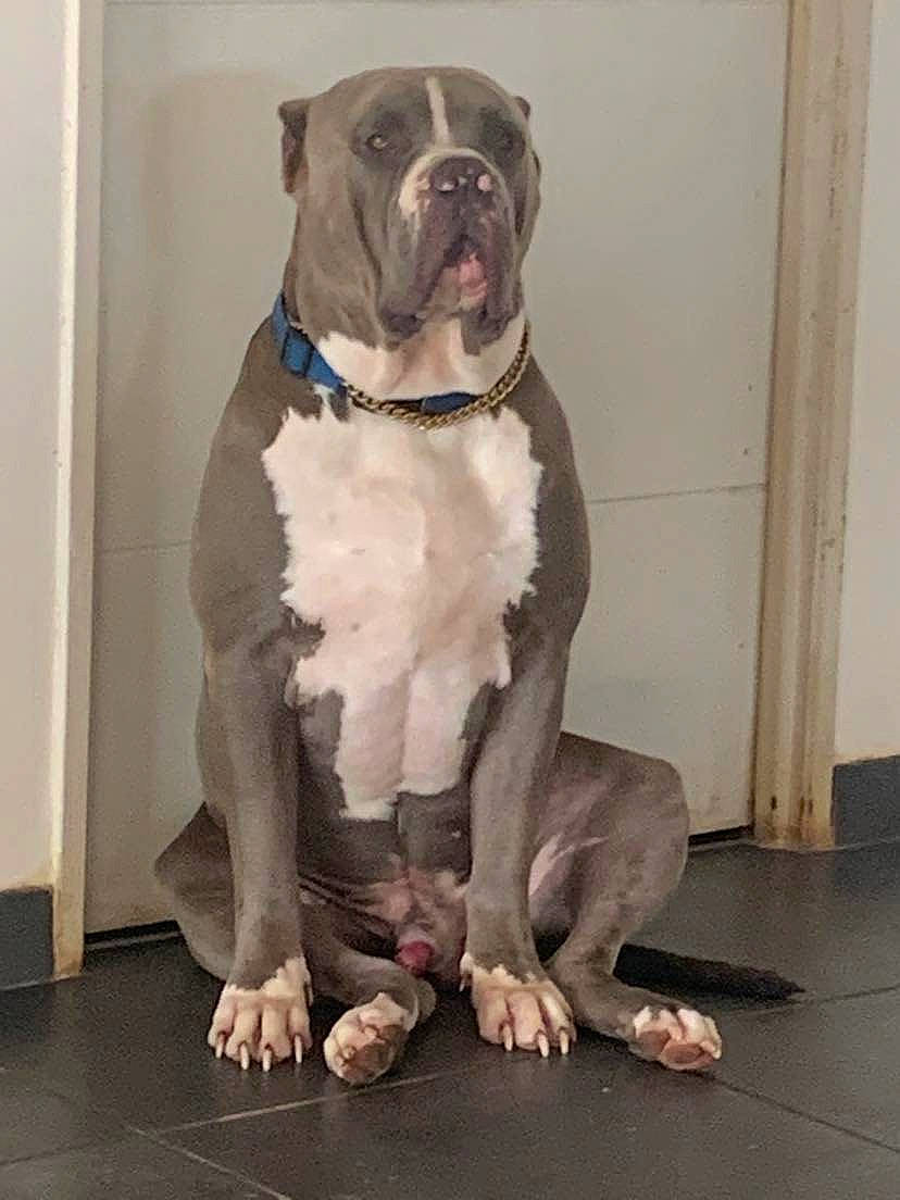 Rasko a rejoint le concours — aidez-le/la à gagner de superbes lots ! art, canidae, carnivore, collar, companion_dog, dog, dog_breed, dog_collar, fawn, flooring, foot, fur, liver, molosser, pet_supply, snout, sporting_group, whiskers, working_animal, working_dog