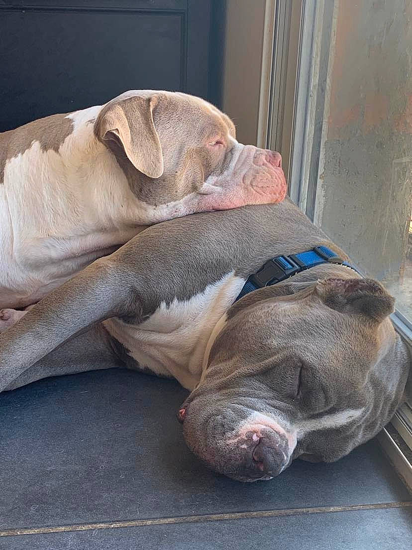 Rasko participe au concours pour gagner de l'argent avec cette photo : canidae, carnivore, comfort, companion_dog, dog, dog_breed, fawn, flooring, fur, grey, liver, nap, pet_supply, snout, sporting_group, tail, terrestrial_animal, whiskers, wood, working_animal