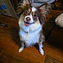 dog, pet, indoor, floor, wooden_floor, happy, smiling, ears, fur, brown_and_white, sitting, looking_up, animal, canine, companion, cute, domestic, friendly, household, portrait