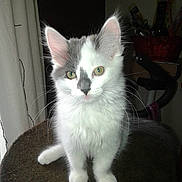 Luna a rejoint le concours — aidez-le/la à gagner de superbes lots !