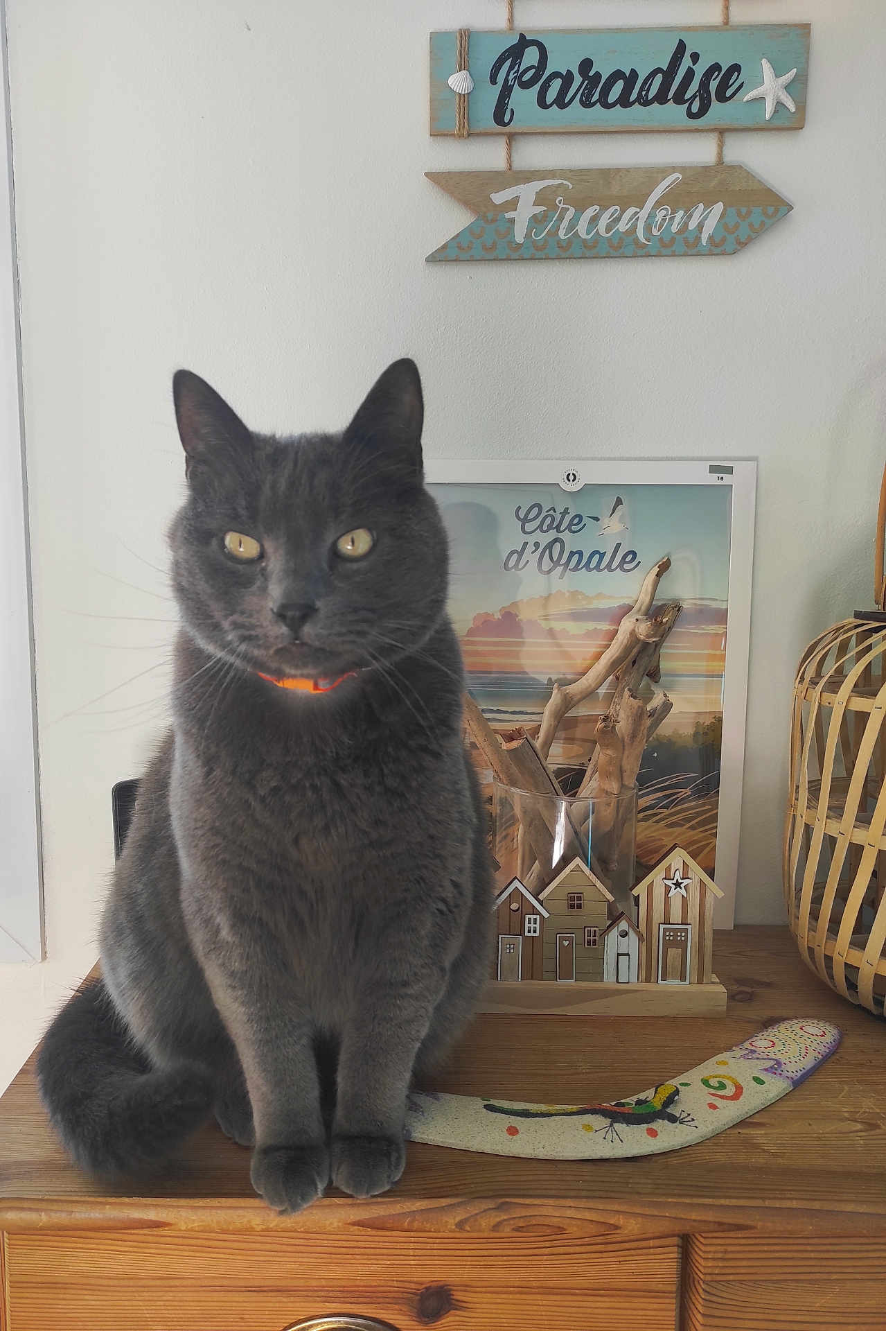 Berlioz participe au concours pour gagner de l'argent avec cette photo : cat, gray_cat, pet, wooden_dresser, decor, coastal_theme, miniature_houses, driftwood, glass_vase, boomerang, poster, beach, sign, interior, furniture, animal, yellow_eyes, sitting, indoor, peaceful