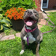 Gracie joined the competition — help win amazing prizes! brick_wall, dog, door, flower_pot, garden, grass, green_leaves, happy, leash, nature, orange_flowers, outdoor, panting, pet, pink_collar, plant, sidewalk, smiling, sunny, window