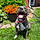 Gracie