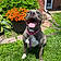 Gracie