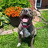 brick_wall, dog, door, flower_pot, garden, grass, green_leaves, happy, leash, nature, orange_flowers, outdoor, panting, pet, pink_collar, plant, sidewalk, smiling, sunny, window