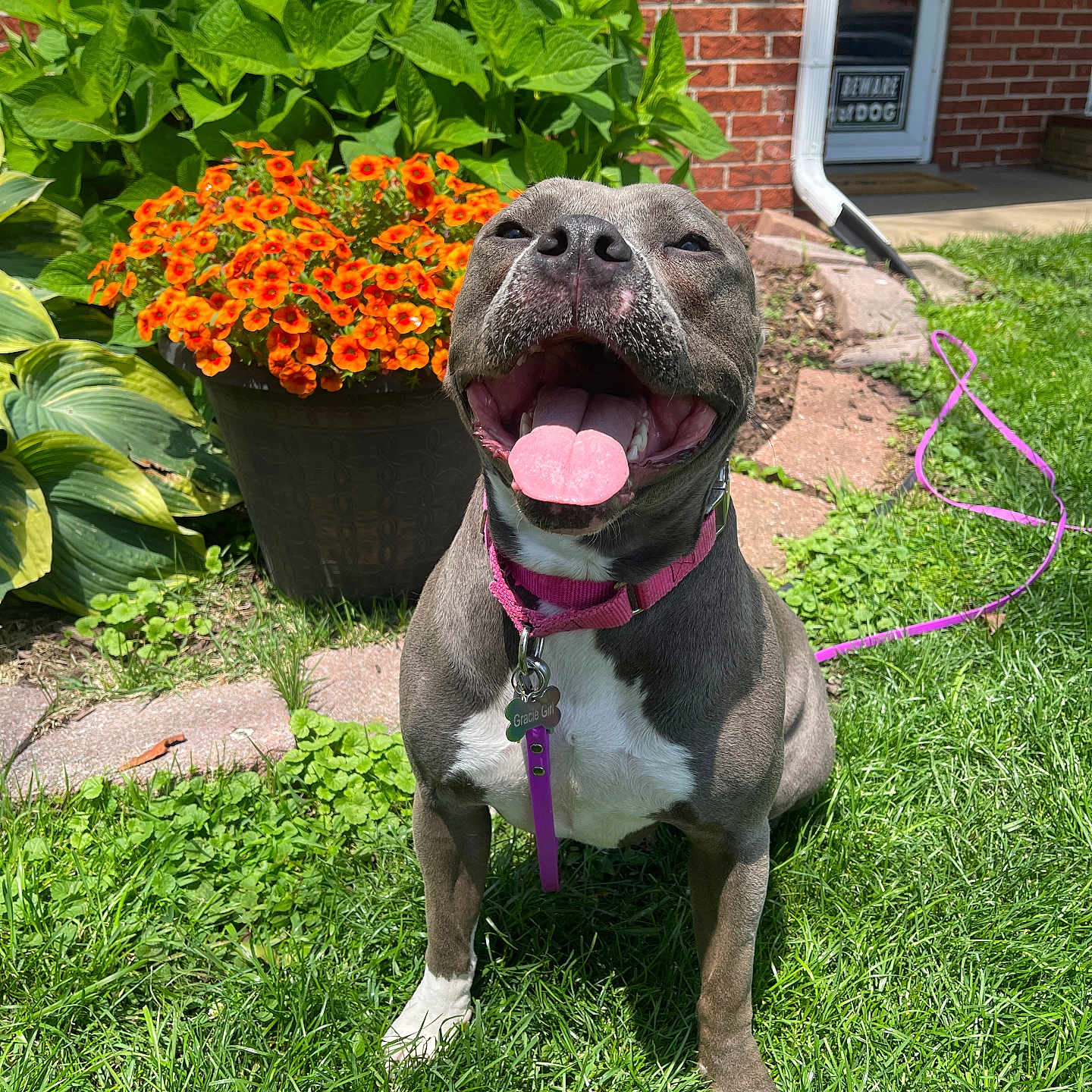 Gracie