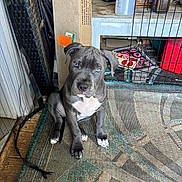 Moon Babe is registered to the contest to win money with this photo: animal, cardboard_box, collar, container, curious, dog, floor, gray_dog, household_items, indoor, looking_up, metal_gate, pet, pet_gate, puppy, rug, sitting, water_bottle, wood_floor, young_dog