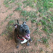 Blue joined the competition — help win amazing prizes! accessories, animal, boxer, bulldog, canine, dog, frenchbulldog, grass, hound, labradorretriever, lawn, pet, pitbull, plant, puppy, snout, soil, strap, summer, vegetation
