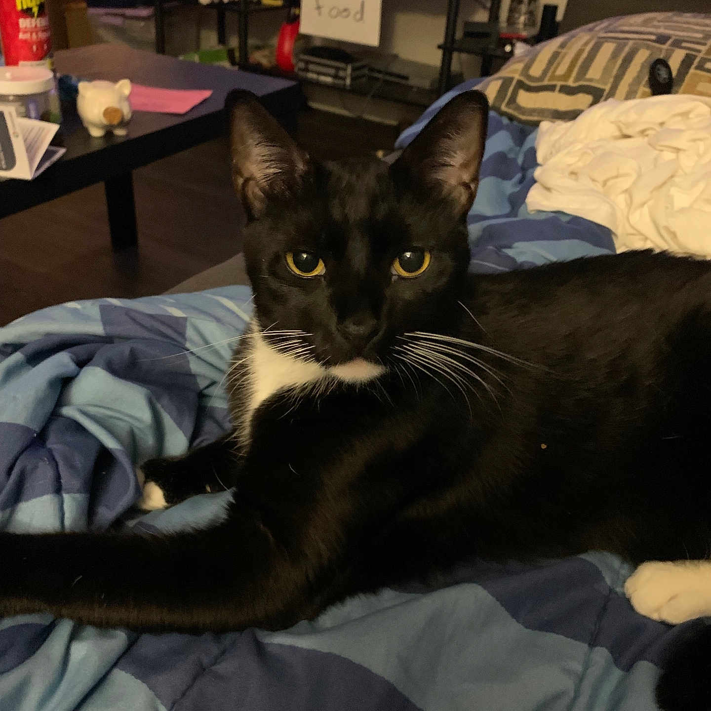 Mr Et joined the competition — help win amazing prizes! animal, black_and_white, blanket, cat, couch, cozy, eyes, furniture, household, indoor, living_room, no_food, pet, piggy_bank, relaxed, resting, sign, table, tuxedo_cat, whiskers