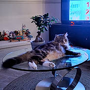 Leon a rejoint le concours — aidez-le/la à gagner de superbes lots ! cat, tabby_cat, glass_table, modern_furniture, potted_plant, dolls, living_room, television, floor_rug, wood_floor, window, relaxed_cat, indoor, home_decor, cozy, animal, pet, feline, resting, tabletop
