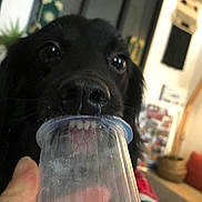 Snoopy participe au concours pour gagner de l'argent avec cette photo : canidae, carnivore, companion_dog, dog, dog_breed, ear, labrador_retriever, nose, plastic_bottle, pointing_breed, retriever, snout, sporting_group, water, whiskers