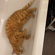 Simba a rejoint le concours — aidez-le/la à gagner de superbes lots ! cat, orange_tabby, tabby_cat, pet, bathtub, bathroom, white_surface, feline, relaxed, lying_down, indoor, paw, ear, fur, side_view, wood_floor, slipper, home, pet_bedroom, domestic_animal