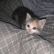 Nala a rejoint le concours — aidez-le/la à gagner de superbes lots ! abyssinian, animal, bed, bedroom, blanket, cat, furniture, indoors, kitten, manx, pet, quilt, room, siamese