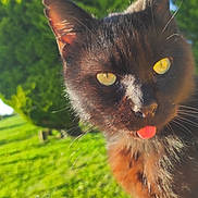 Salem participe au concours pour gagner de l'argent avec cette photo : cat, black_cat, animal, pet, tongue_out, close_up, outdoor, greenery, grass, tree, sunlight, nature, whiskers, fur, playful, cute, bright_eyes, daylight, funny_expression, portrait