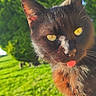 cat, black_cat, animal, pet, tongue_out, close_up, outdoor, greenery, grass, tree, sunlight, nature, whiskers, fur, playful, cute, bright_eyes, daylight, funny_expression, portrait