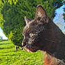 Salem participe au concours pour gagner de l'argent avec cette photo : cat, black_cat, animal, pet, outdoor, grass, tree, sunlight, tongue, close_up, profile, nature, fur, whiskers, greenery, daylight, cute, mammal, eyes, ears