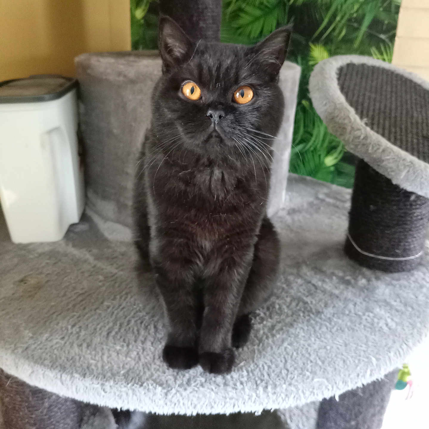 Uliana participe au concours pour gagner de l'argent avec cette photo : abyssinian, animal, armchair, blackcat, cat, chair, cookware, cushion, furniture, homedecor, kitten, manx, pet, plywood, pot, slate, wood