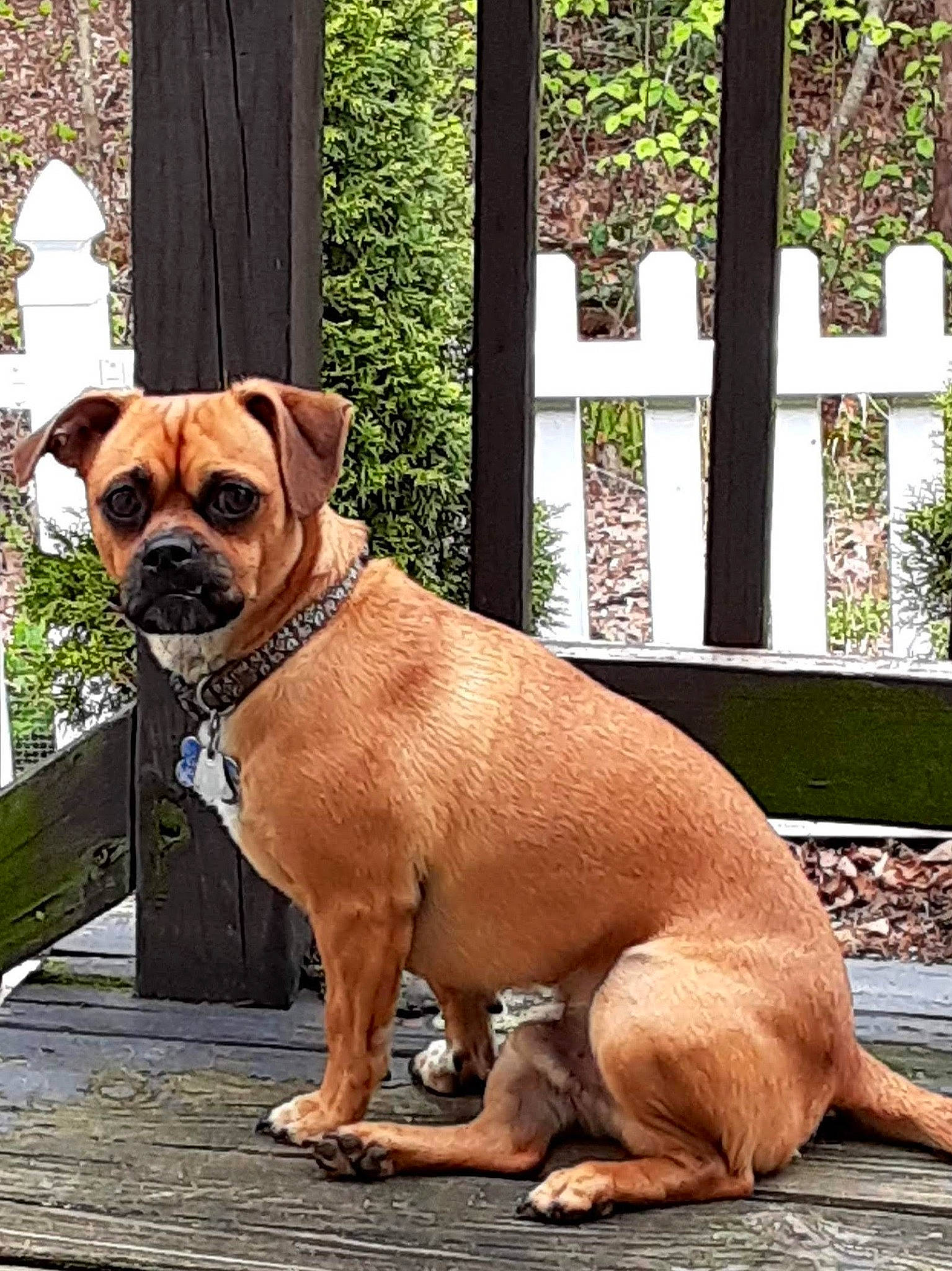 Teddy Litman joined the competition — help win amazing prizes! canidae, carnivore, collar, companion_dog, dog, dog_breed, dog_collar, dog_supply, fawn, fence, guard_dog, liver, pet_supply, plant, snout, sporting_group, sunglasses, working_animal, working_dog, wrinkle