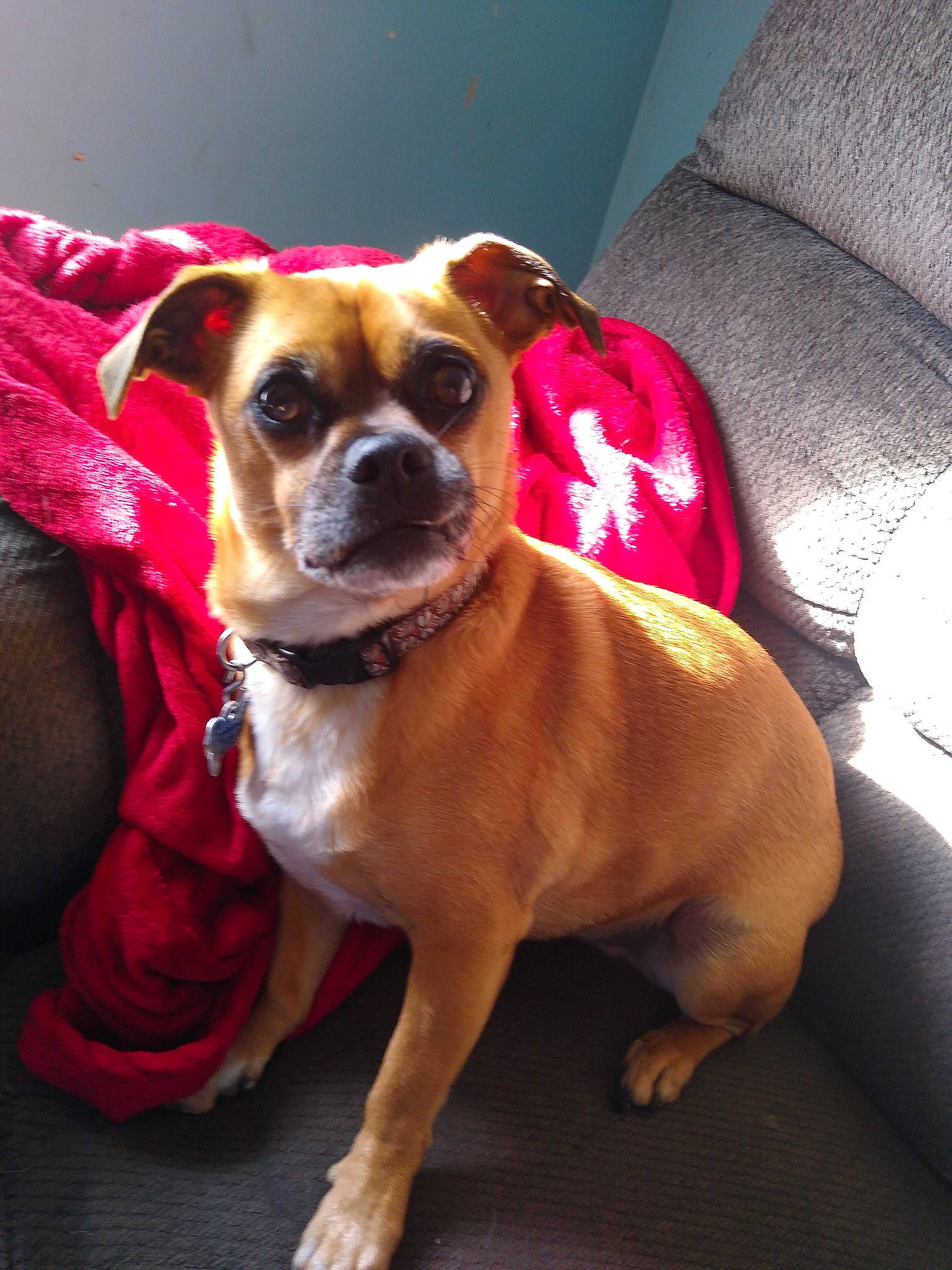 Teddy Litman joined the competition — help win amazing prizes! canidae, carnivore, collar, comfort, companion_dog, couch, dog, dog_breed, dog_collar, dog_supply, fawn, fur, magenta, snout, sporting_group, sunglasses, toy_dog, whiskers, working_animal, wrinkle