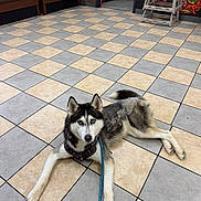 Athena Fox joined the competition — help win amazing prizes! animal, bench, black_and_white, blue_eyes, checkerboard_floor, collar, dog, fluffy, high_chair, husky, indoor, leash, lying_down, pet, photography, portrait, relaxed, siberian_husky, waiting_area, wall_art