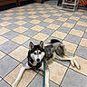 animal, bench, black_and_white, blue_eyes, checkerboard_floor, collar, dog, fluffy, high_chair, husky, indoor, leash, lying_down, pet, photography, portrait, relaxed, siberian_husky, waiting_area, wall_art
